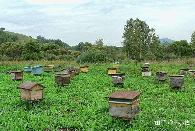 养蜂全步骤指南，把握行情，洞悉养蜂业发展趋势